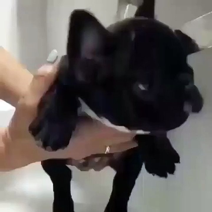 puppybath