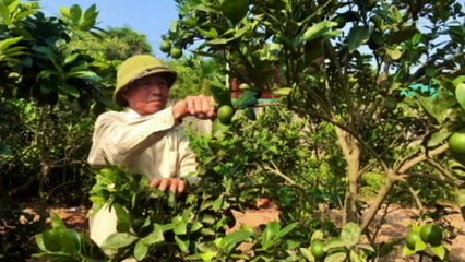 Lão nông tiên phong phát triển kinh tế vườn