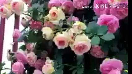 shaithan banne ke liye kya karna | fazail e amaal | malumat islam