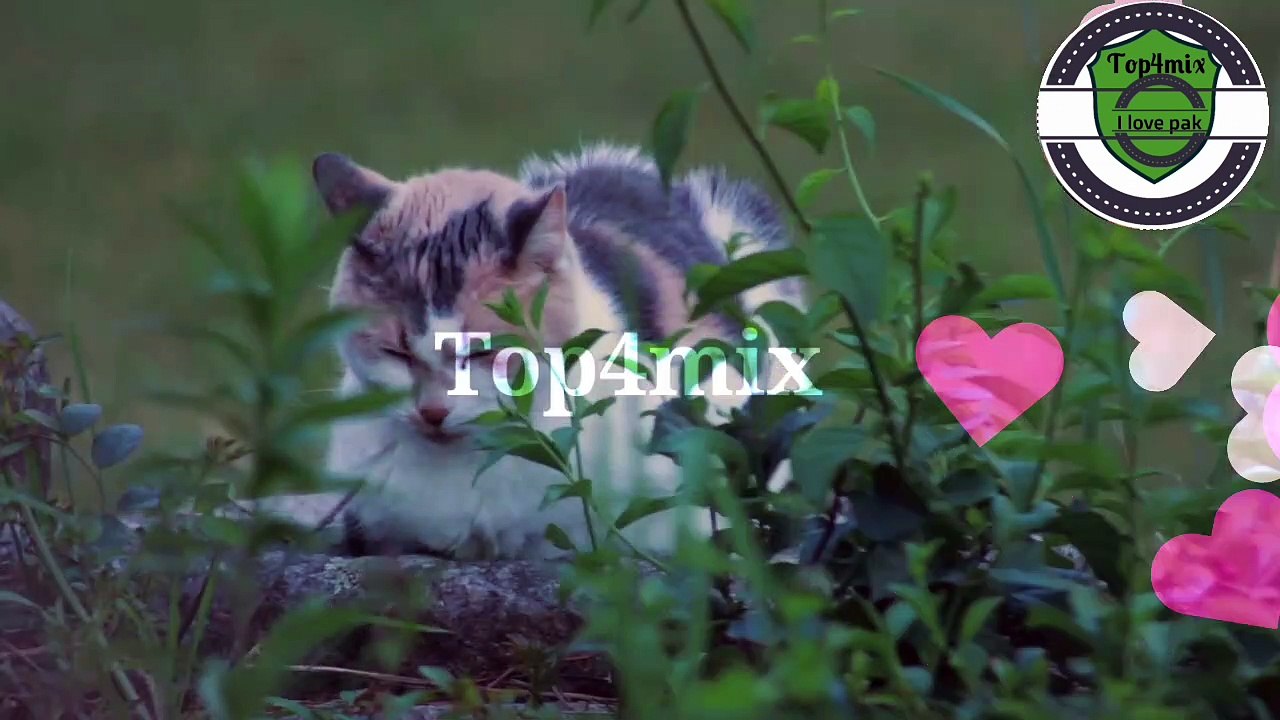 cats cat #top4mix  #animal #birds