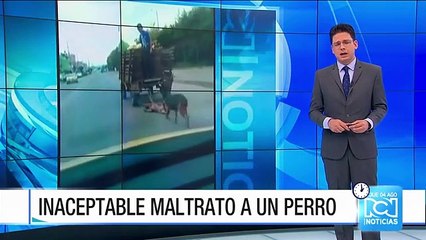 Indignación por maltrato a un perro en Madrid, Cundinamarca