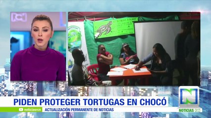 Adelantan campaña en playas del Chocó para proteger a tortugas migrantes