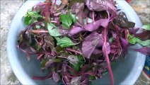 लाल साग || Red Spinach | Healthy Recipe | Red Palak Recipe I Lal saag kaise banaye