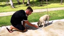 Kind British boxer, 33, feeds stray dogs going hungry during the pandemic in Thailand