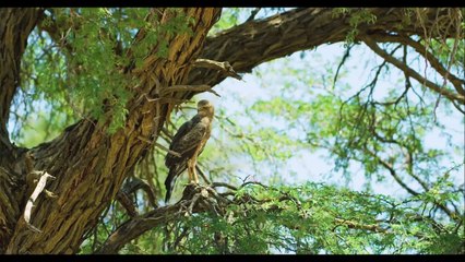 The Tiger Takes its Prey and Climbs The Tree to Escape The Attack of Aggressive Lions | Wildlife | Part 2