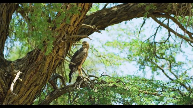The Tiger Takes its Prey and Climbs The Tree to Escape The Attack of Aggressive Lions | Wildlife | Part 2