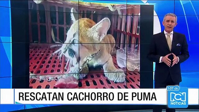 Autoridades ambientales rescataron a cachorro de puma en Antioquia