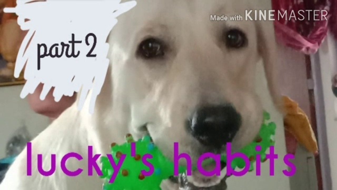 habits of labrador | habits of my lucky