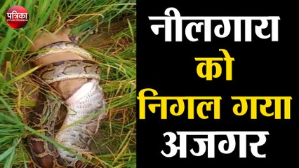इस तरह नीलगाय को निगल गया अजगर