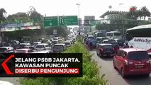 Jelang PSBB Jakarta, Kawasan Puncak Diserbu Pengunjung