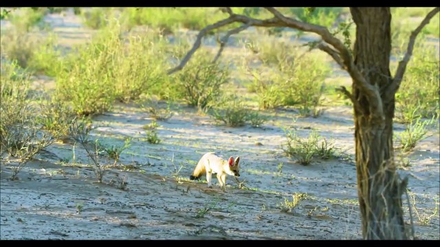 The Tiger Takes its Prey and Climbs The Tree to Escape The Attack of Aggressive Lions | Wildlife | Part 1