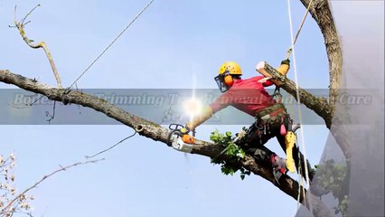 Bodes Tree Trimming Tree Removal and Lawn Care Services