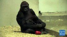 Nacimiento de bebé gorila tiene 'encantados' a los visitantes del zoológico de Denver