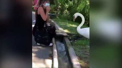 Bakan Koca'dan 'kuğulu' paylaşım: "Kuralları bizden daha iyi bilenler var"