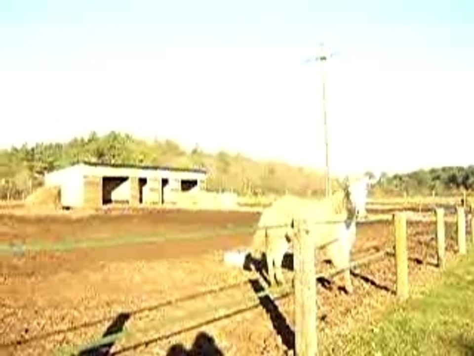pure galop