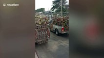 Coconut harvesting monkeys fight while chained to pickup trucks in Thailand