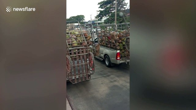 Coconut harvesting monkeys fight while chained to pickup trucks in Thailand