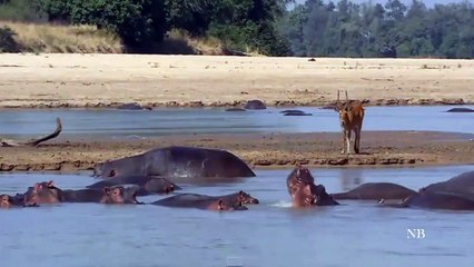 animals video Natural animals