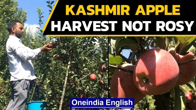 Kashmir apple growers harvest fruit, expect slump | Oneindia News