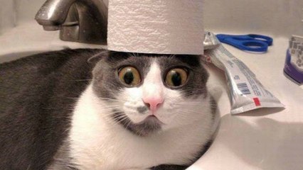  Funniest  Cats and  Dogs - Awesome Funny Pet Animals Life Video 