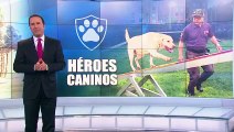 Héroes caninos