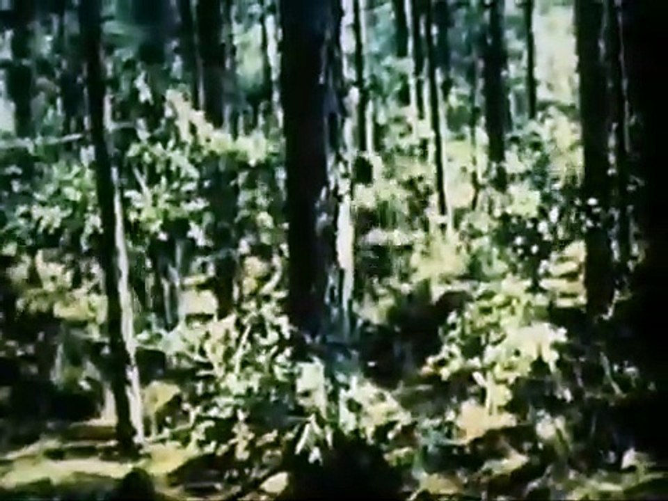 Battleground • U.S Army • 1st Air Cavalry in Vietnam