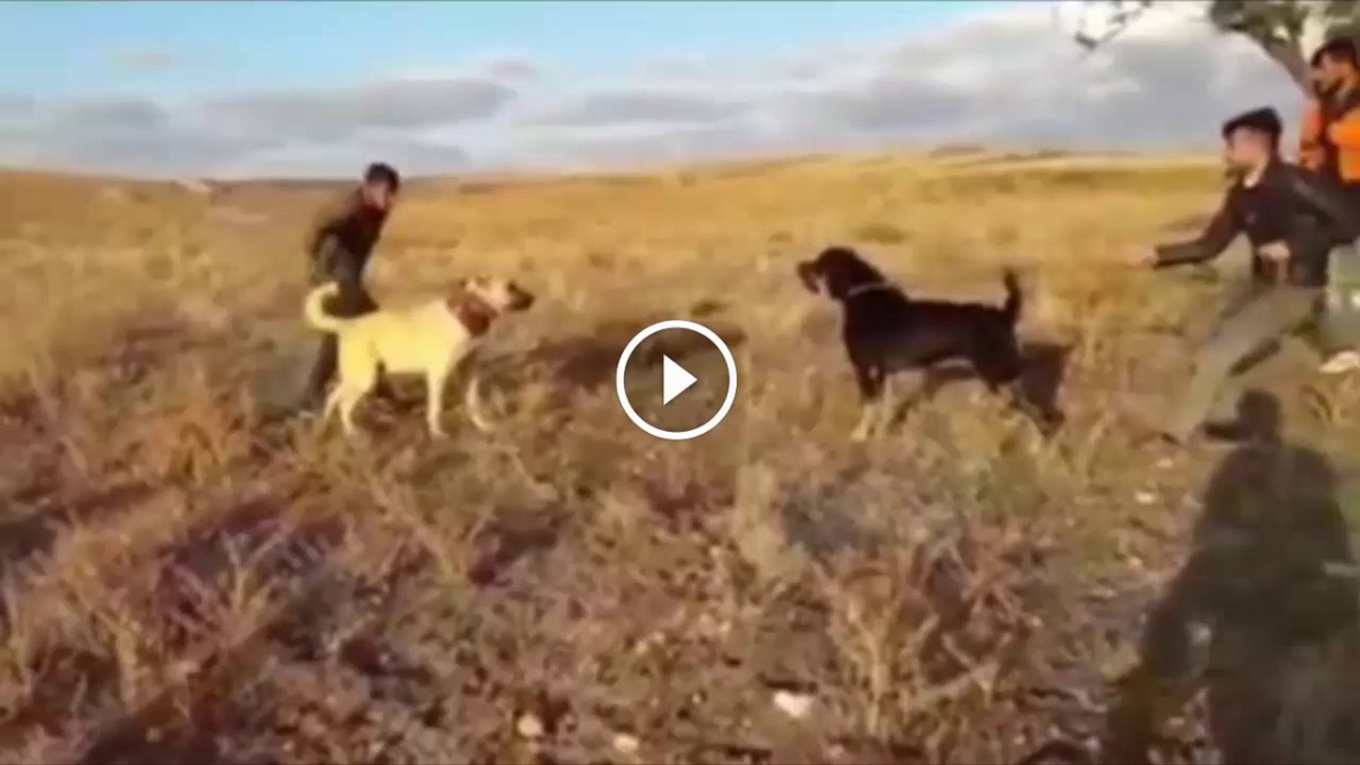 SiVAS KANGAL KOPEGi vs ROTWAiLLER - ANATOLiAN SHEPHERD KANGAL DOG vs ROTWEiLLER DOG