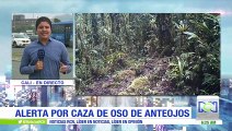 Alerta por caza de oso de anteojos en el Valle del Cauca