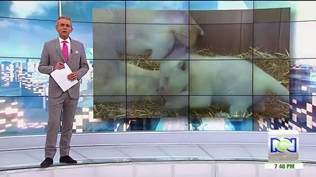 En zoológico de Francia nacieron cuatro crías de león blanco