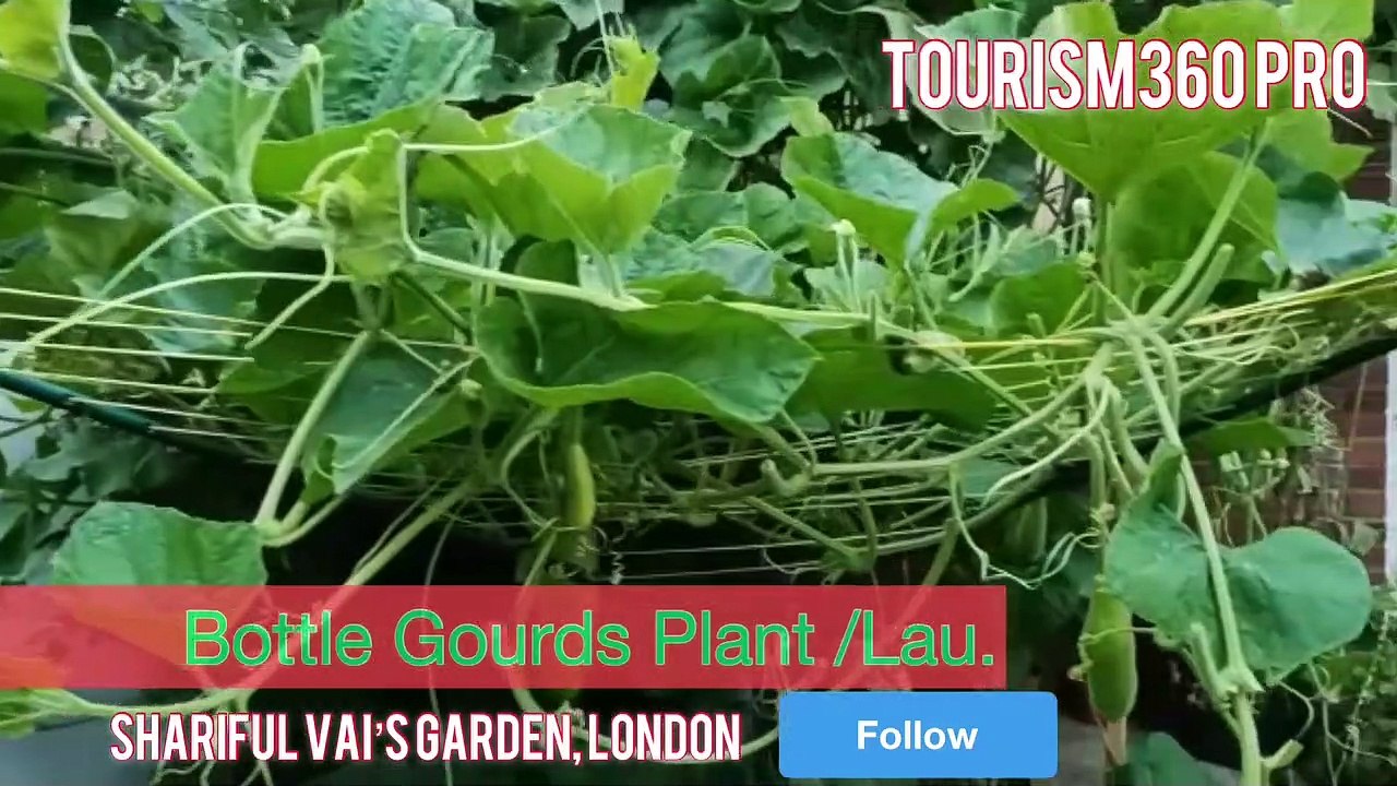 Fresh vegetables garden in London