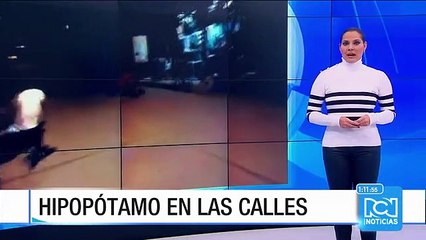 Susto en Doradal (Antioquia) por hipopótamo en una vía