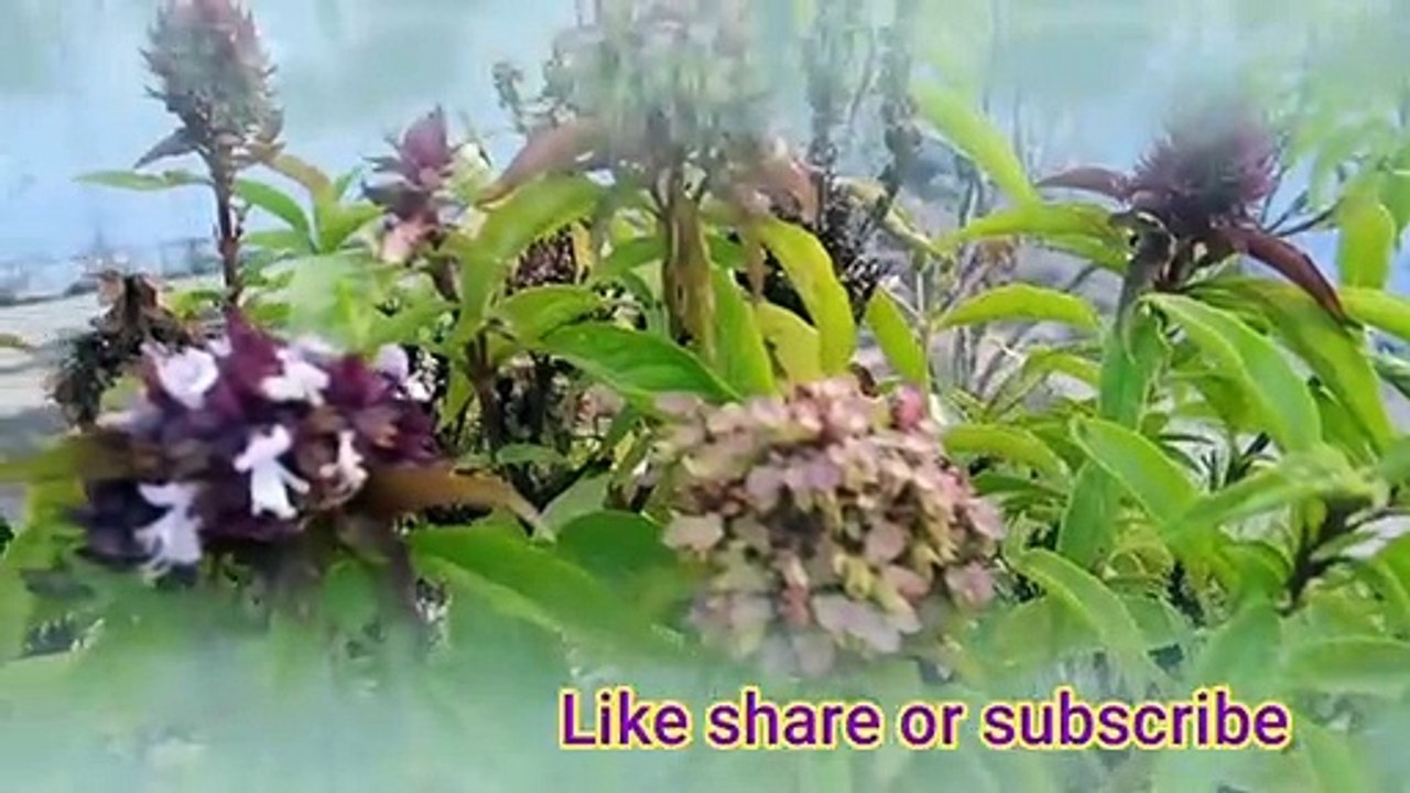 माता पिता अपने बच्चों को एक समान प्यार करते हैं, एक प्यारी सी कहानी Follow my channel