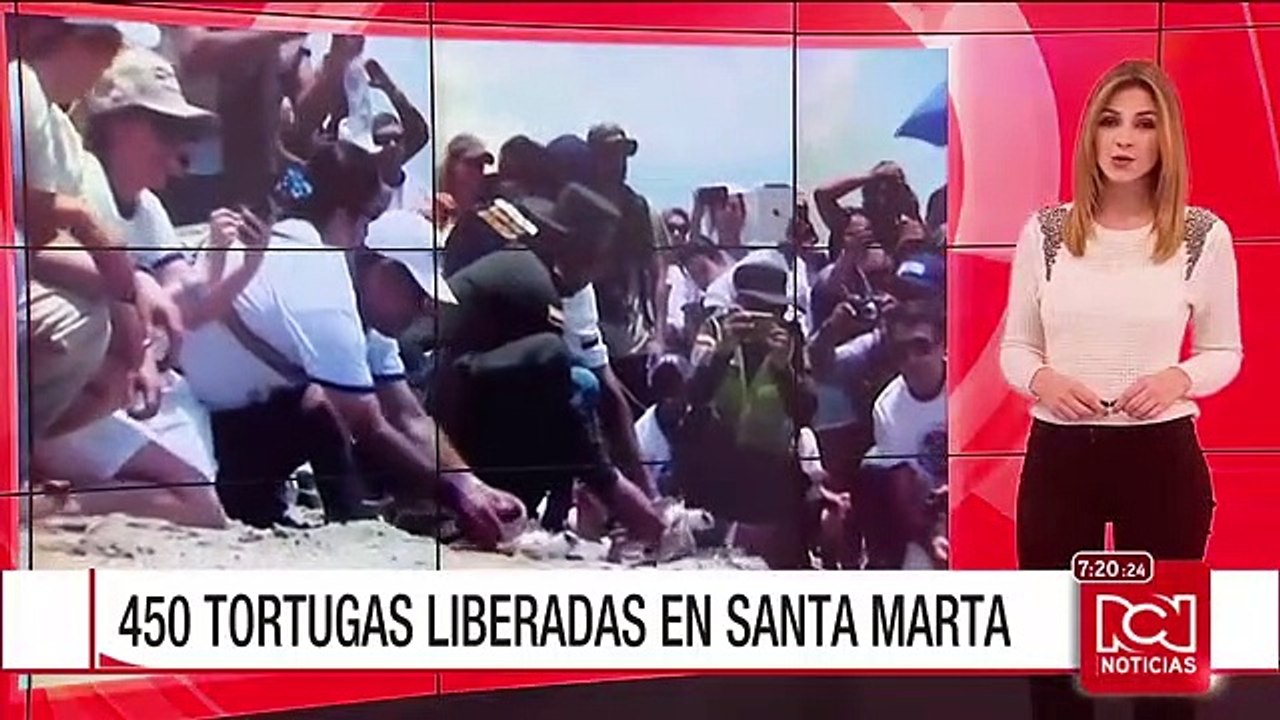 Liberaron en el mar a 450 tortugas que nacieron en lugares protegidos