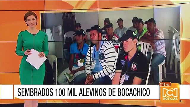 Siembran más de 100.000 alevinos de bocachico en Buga, Valle del Cauca