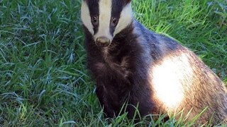 BBC Radio 4_Farming Today 12Sep20 - the badger cull