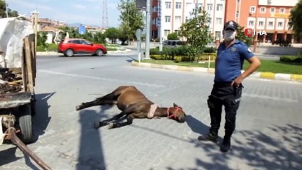 Burhaniye’de meydana gelen kazada yaralanan at uyutuldu