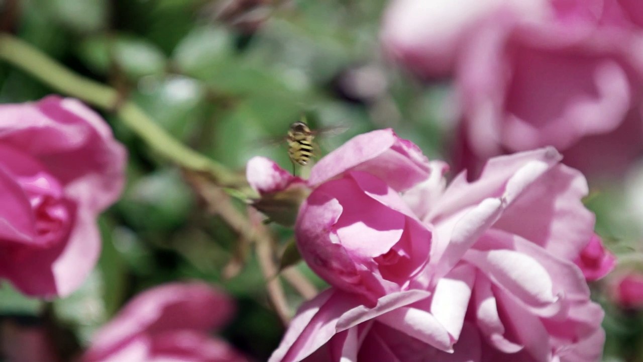 Hyazintha Andrej - Musikwoche Braunwald