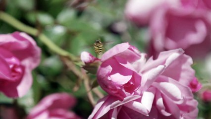 Hyazintha Andrej - Musikwoche Braunwald