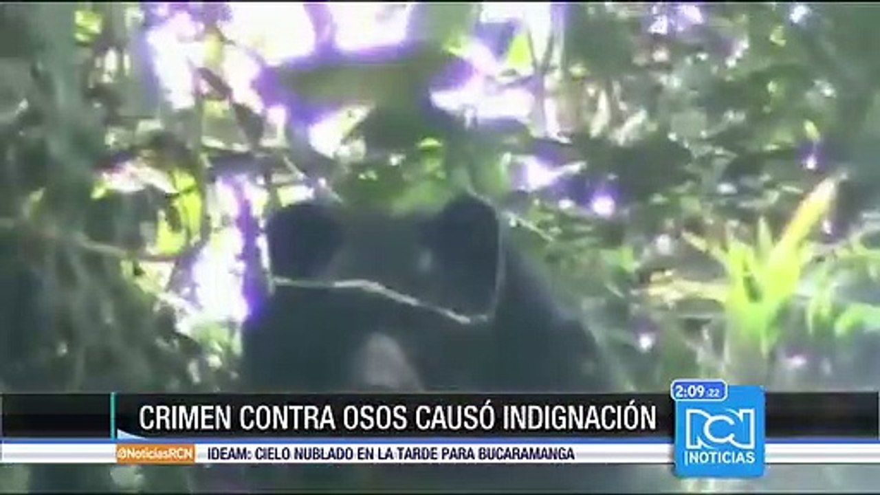 Capturados por muerte de oso de anteojos serán judicializados