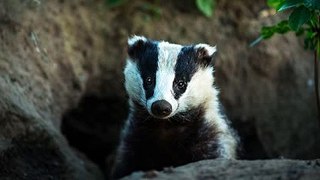 Farmers Weekly Podcast Episode 24 11Sep20 -Badger culling has got underway this week