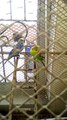 beautiful parrots home in cage&green red blue