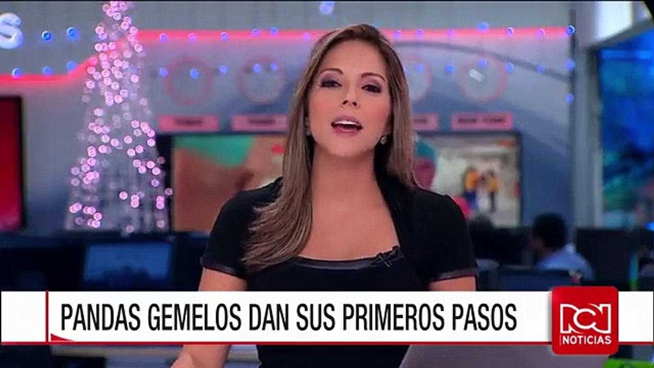 Los pandas gemelos del Zoológico de Atlanta dan sus primeros pasos