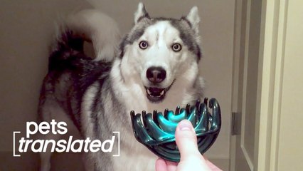 Gadget Inspectors - Pets Translated