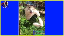 10  Videos de RISA- Animales - PERROS y GATOS Chistosos