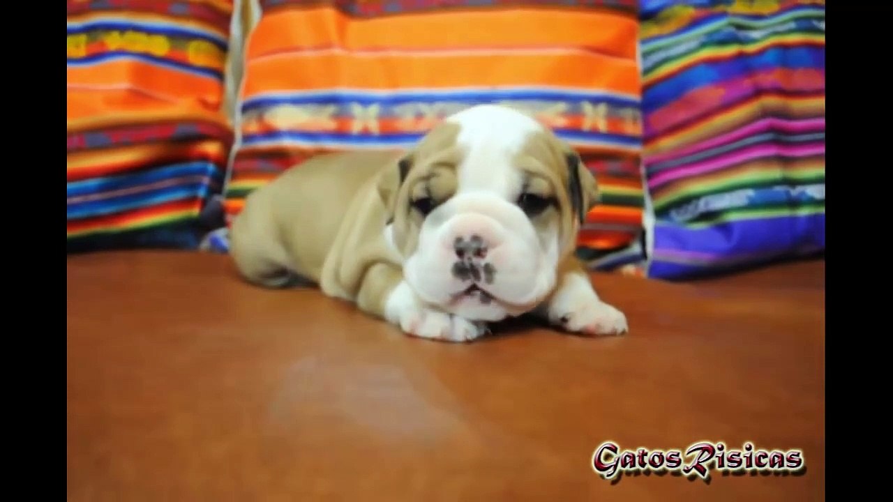 11 Bulldog Inglés graciosos.