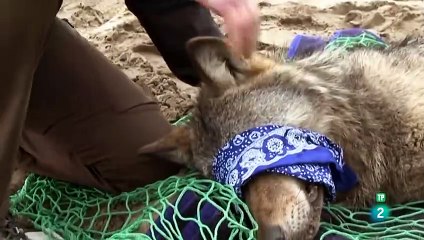 LOBOS ERRANTES_  [1ª parte ] -  - GRANDES DOCUMENTALES