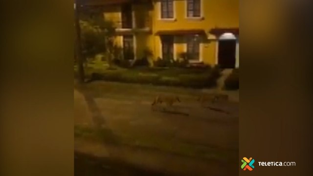 tn7-Una manada de-coyotes-recorrió-las-calles-de-un-barrio-120920