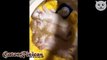 14  GATOS JAPONESES!  Los vídeos más tiernos y divertidos de gatos
