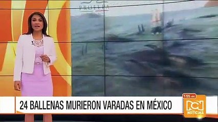 Marea baja al norte de México causa tragedia ambiental