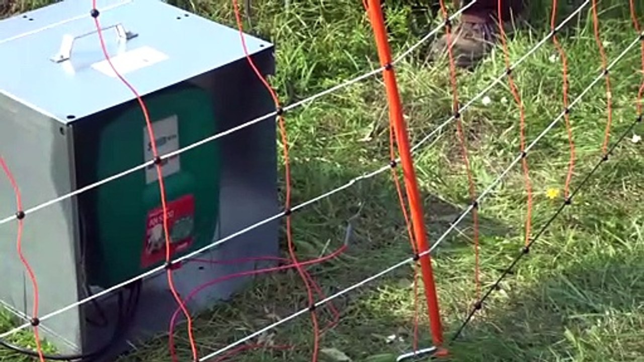 Brandenburg - Elektrozäune sollen bei Eindämmung der Afrikanischen Schweinepest in der Gemeinde Schenkendöbern  helfen